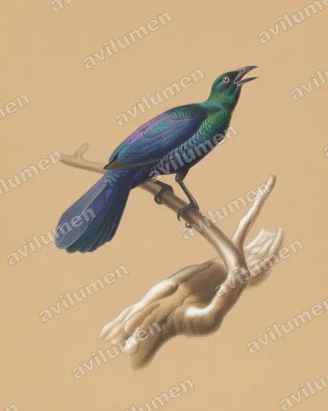 Ilustración en Lápiz de color: Manucodia ater (Ave del paraíso negra)