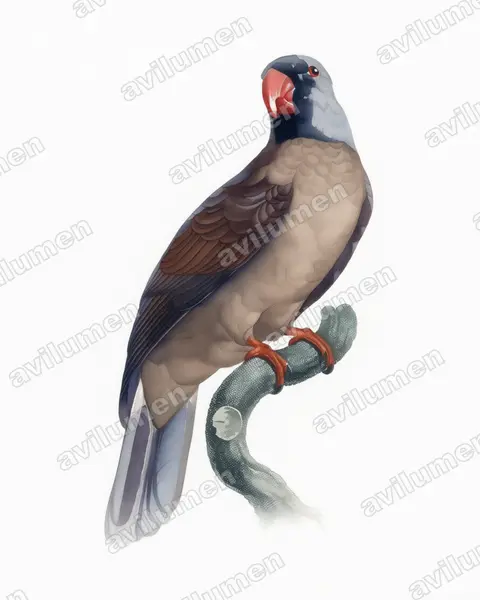 Illustration im Stil Aquarell: Réunionsittich (Mascarinus mascarin)