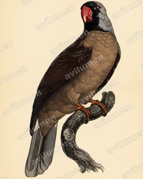 Illustration im Stil Historische Tafel: Réunionsittich (Mascarinus mascarin)