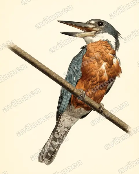 Ilustración en Lámina antigua: Megaceryle torquata (Martín gigante neotropical)