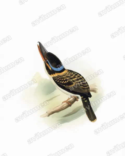 Ilustración en Acuarela: Melidora macrorrhina (Martín cazador ganchudo)