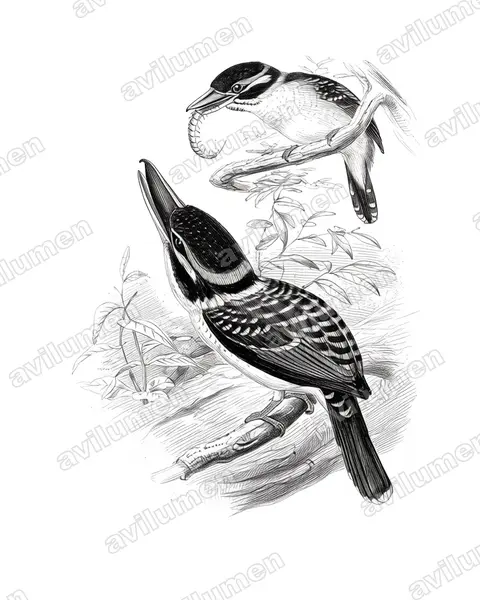 Ilustración en Tinta: Melidora macrorrhina (Martín cazador ganchudo)