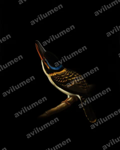 Ilustración en Óleo: Melidora macrorrhina (Martín cazador ganchudo)