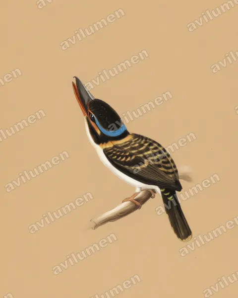 Ilustración en Lápiz de color: Melidora macrorrhina (Martín cazador ganchudo)