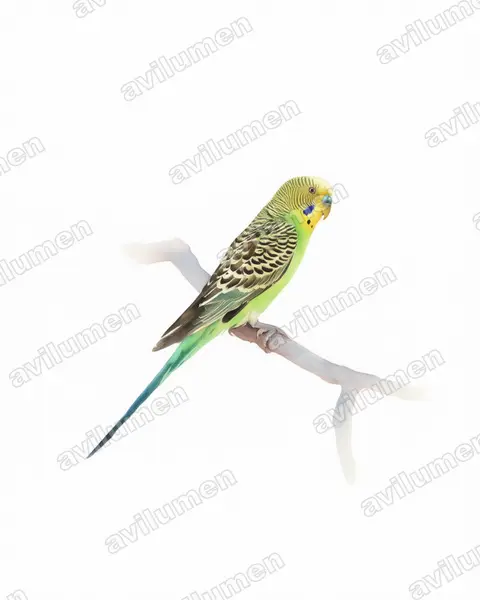 Ilustración en Acuarela: Melopsittacus undulatus (Melopsittacus undulatus)