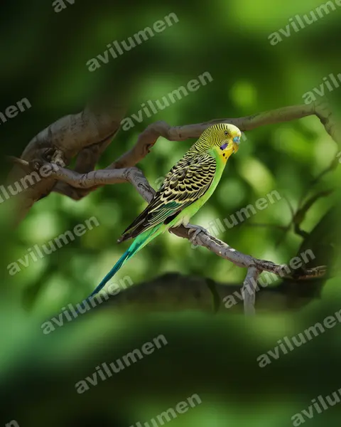 Ilustración en Realista: Melopsittacus undulatus (Melopsittacus undulatus)