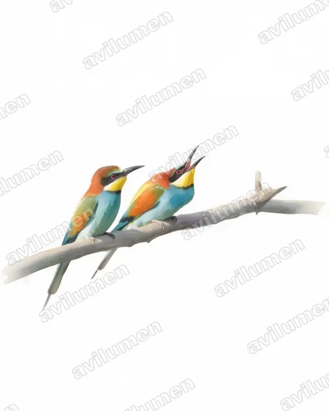 黄喉蜂虎（Merops apiaster）的水彩插画