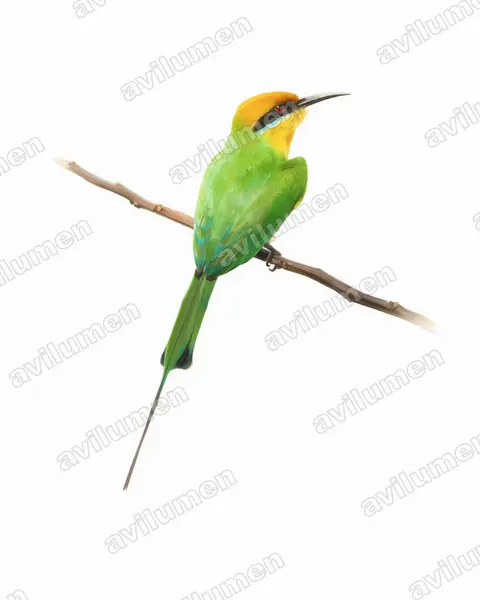 Watercolor illustration: Merops boehmi (Böhm's Bee-eater)