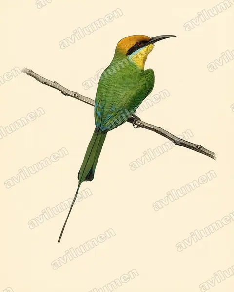 Vintage plate illustration: Merops boehmi (Böhm's Bee-eater)
