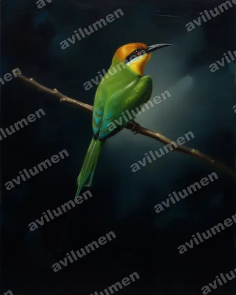 Oil illustration: Merops boehmi (Böhm's Bee-eater)