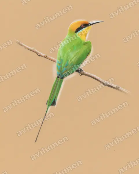 Colored pencil illustration: Merops boehmi (Böhm's Bee-eater)