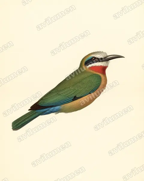 白額蜂虎（Merops bullockoides）的古典图版插画