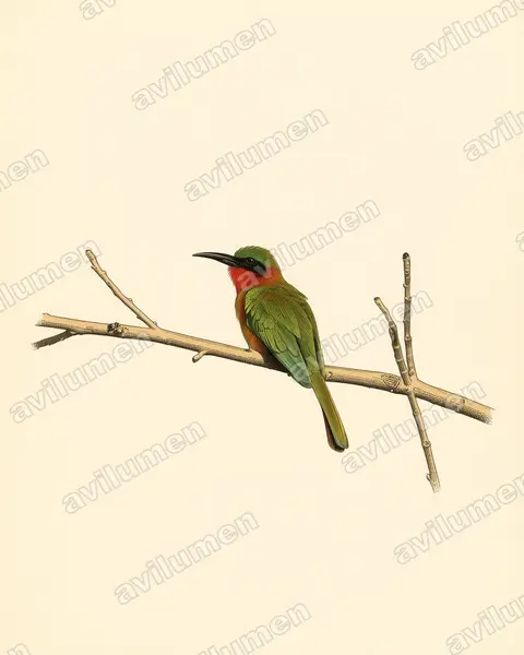 赤喉蜂虎（Merops bulocki）的古典图版插画