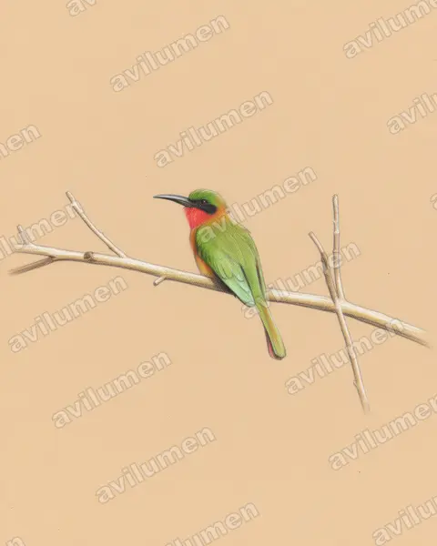 赤喉蜂虎（Merops bulocki）的彩色铅笔插画