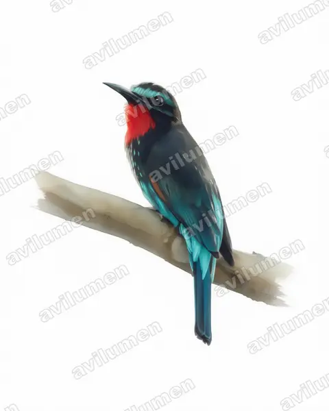 Watercolor illustration: Merops gularis (Black Bee-eater)