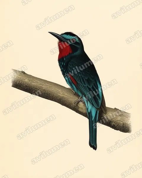 Vintage plate illustration: Merops gularis (Black Bee-eater)