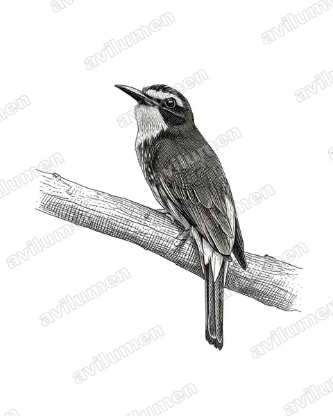 Ink illustration: Merops gularis (Black Bee-eater)