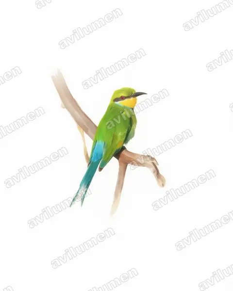 Ilustración en Acuarela: Merops hirundineus (Abejaruco golondrina)