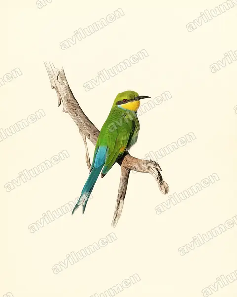 Ilustración en Lámina antigua: Merops hirundineus (Abejaruco golondrina)