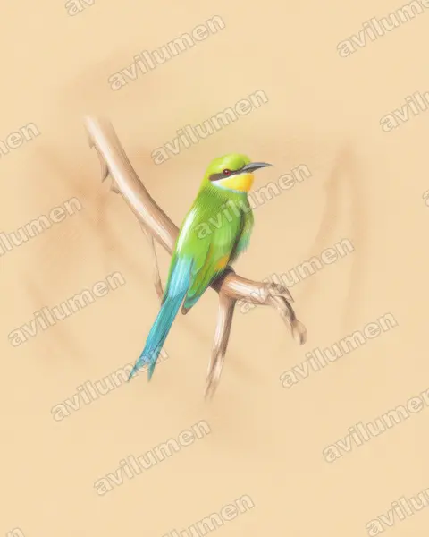 Ilustración en Lápiz de color: Merops hirundineus (Abejaruco golondrina)