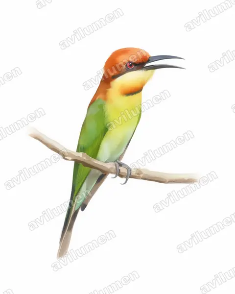 Watercolor illustration: Merops leschenaulti (Chestnut-headed Bee-eater)