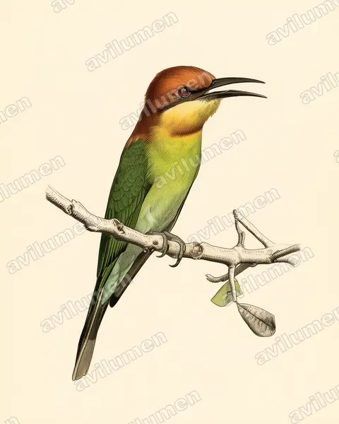 Vintage plate illustration: Merops leschenaulti (Chestnut-headed Bee-eater)