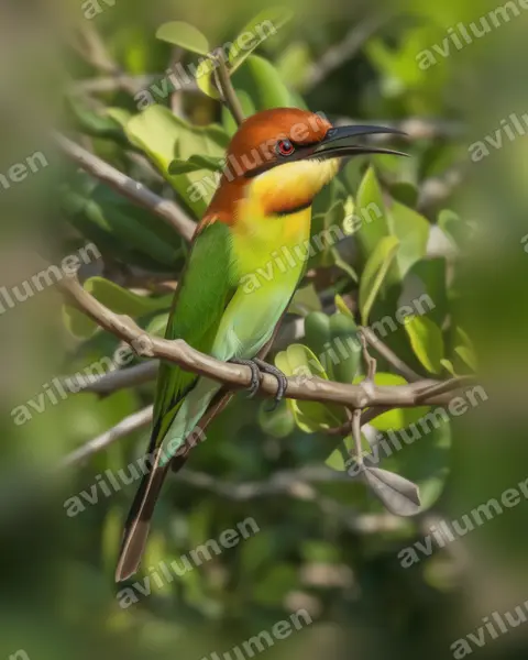 Realistic illustration: Merops leschenaulti (Chestnut-headed Bee-eater)