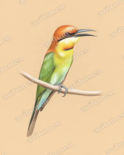 Colored pencil illustration: Merops leschenaulti (Chestnut-headed Bee-eater)