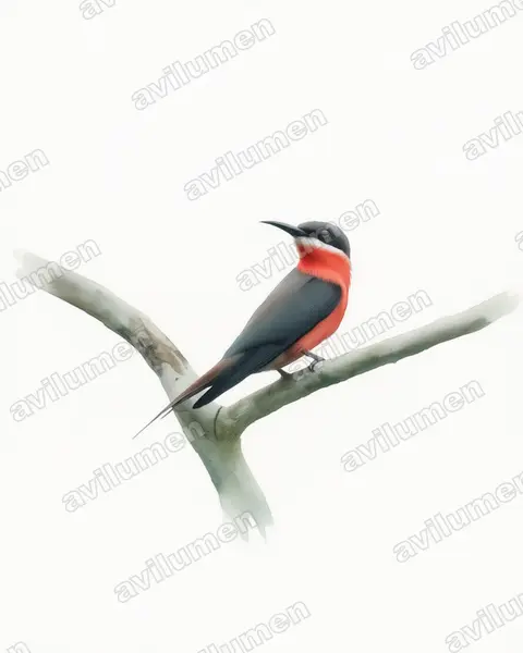 Ilustración en Acuarela: Merops malimbicus (Abejaruco de Malimba)