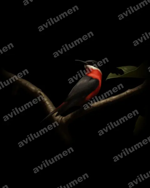 Ilustración en Óleo: Merops malimbicus (Abejaruco de Malimba)
