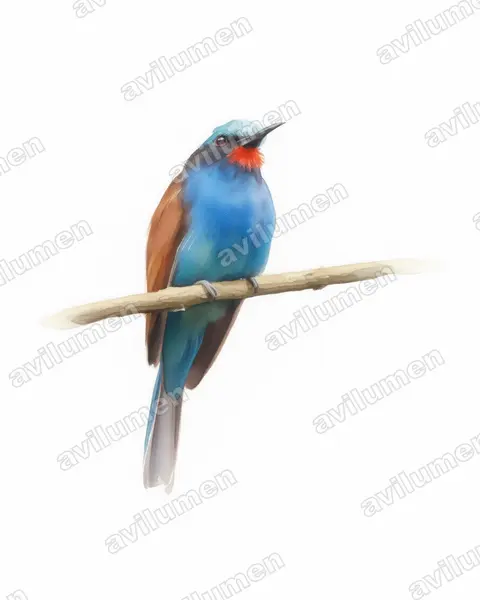 Watercolor illustration: Merops muelleri (Blue-headed Bee-eater)
