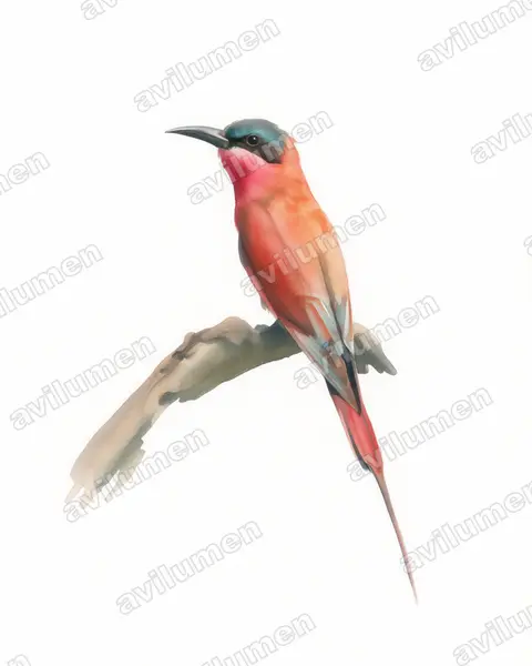 Illustration Aquarelle : Merops nubicoides (Guêpier carmin)