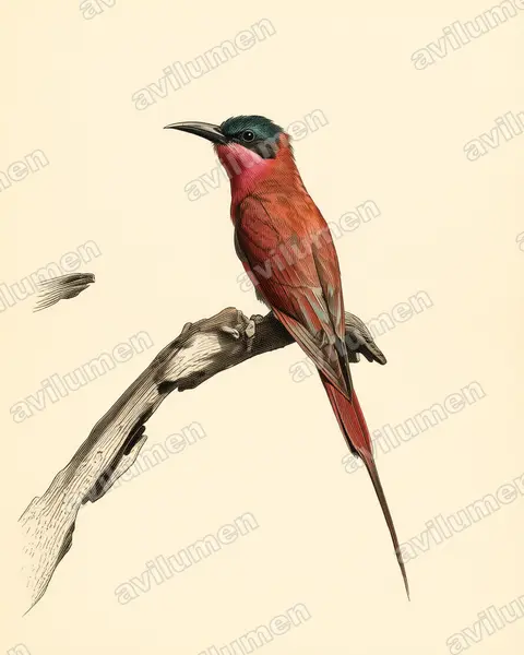 Illustration Planche ancienne : Merops nubicoides (Guêpier carmin)