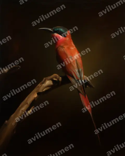 Illustration Huile : Merops nubicoides (Guêpier carmin)