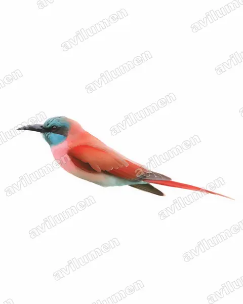 北方洋紅蜂虎（Merops nubicus）的水彩插画