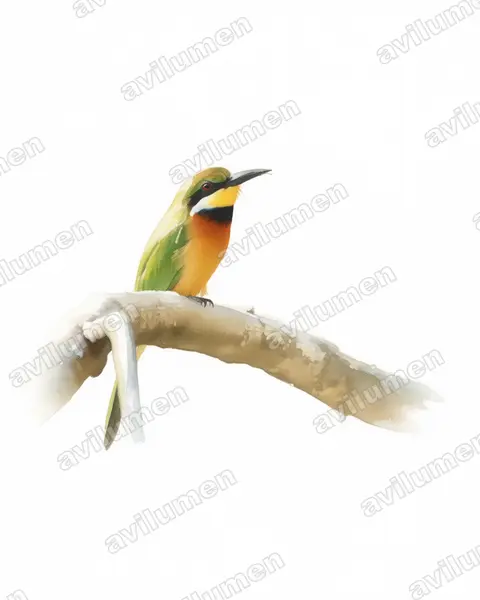 Illustration im Stil Aquarell: Bergspint (Merops oreobates)