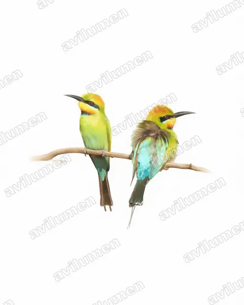 Ilustración en Acuarela: Merops ornatus (Abejaruco australiano)