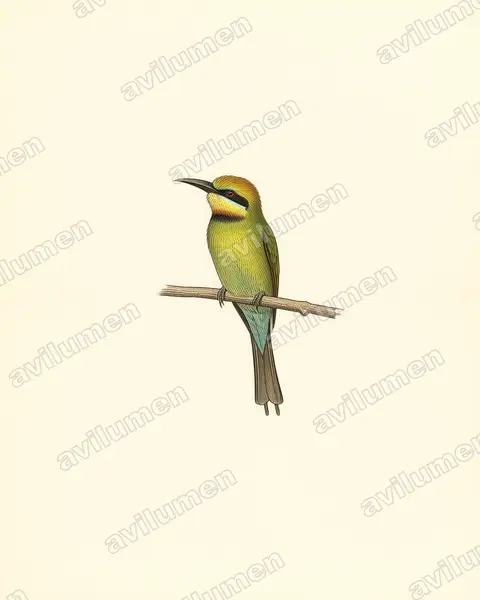 Ilustración en Lámina antigua: Merops ornatus (Abejaruco australiano)