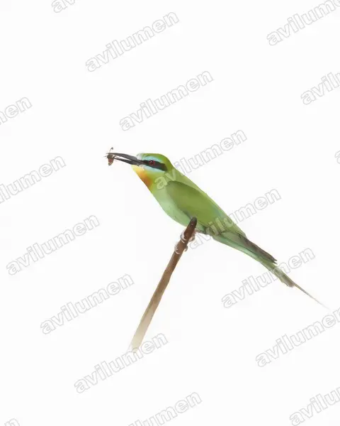Watercolor illustration: Merops persicus (Blue-cheeked Bee-eater)