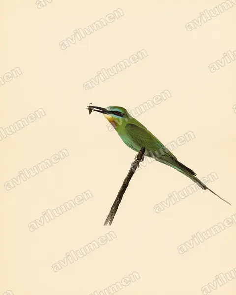 Vintage plate illustration: Merops persicus (Blue-cheeked Bee-eater)