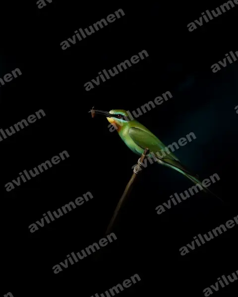 Oil illustration: Merops persicus (Blue-cheeked Bee-eater)