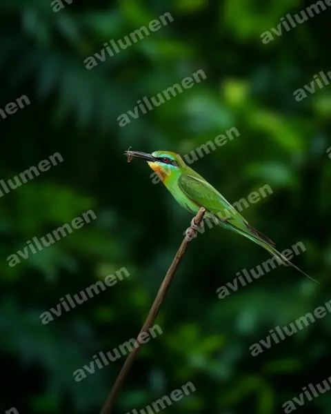 Realistic illustration: Merops persicus (Blue-cheeked Bee-eater)