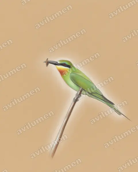 Colored pencil illustration: Merops persicus (Blue-cheeked Bee-eater)
