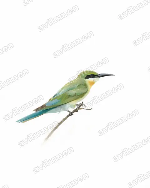 Ilustración en Acuarela: Merops philippinus (Abejaruco coliazul)