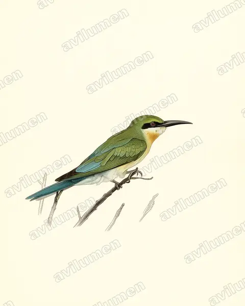 Ilustración en Lámina antigua: Merops philippinus (Abejaruco coliazul)