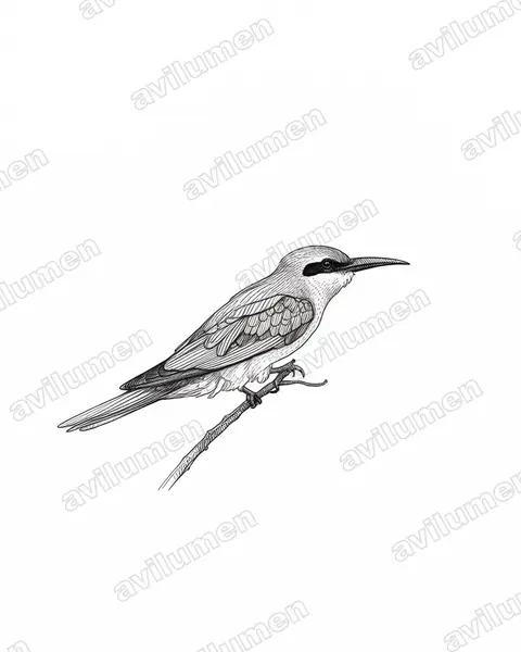 Ilustración en Tinta: Merops philippinus (Abejaruco coliazul)