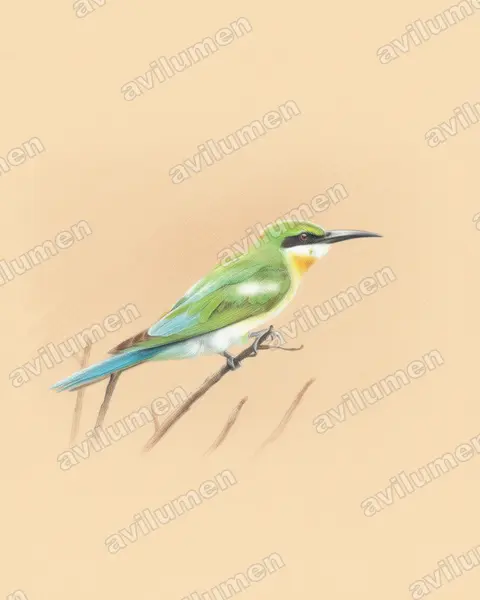 Ilustración en Lápiz de color: Merops philippinus (Abejaruco coliazul)
