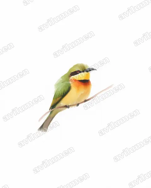 Illustration im Stil Aquarell: Zwergspint (Merops pusillus)