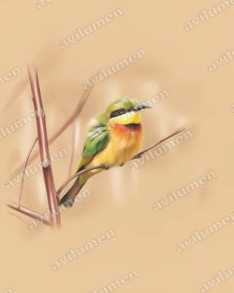 Illustration im Stil Buntstift: Zwergspint (Merops pusillus)
