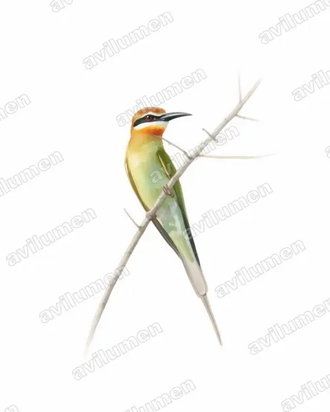 Watercolor illustration: Merops superciliosus (Olive Bee-eater)